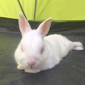 Meet your Posher, Francesca